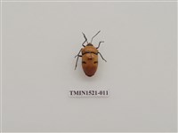 藏品(半翅目)的圖片